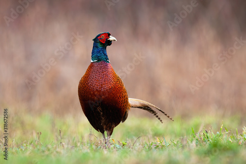 Front view of common pheasant, phasianus colchicus, male cock in springtime. Curious bird on a meadow with green grass in natural environment. Animal wildlife in nature.