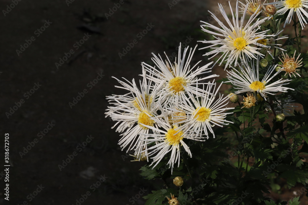 A close up view of blooming erigeron white flower also known as Mexican daisy,Spanish daisy,carpet of santa barba daisy.It looks like fire works. A close up view of blooming erigeron white flower also known as Mexican daisy,Spanish daisy,carpet of santa barba daisy.It looks like fire works.