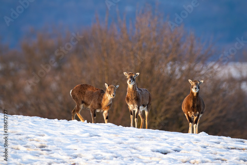 Mouflon, ovis orientalis, family standing and watching in wintertime. Group of animals on a field covered in snow. Widlife scenery from nature with multiple wild mammals.