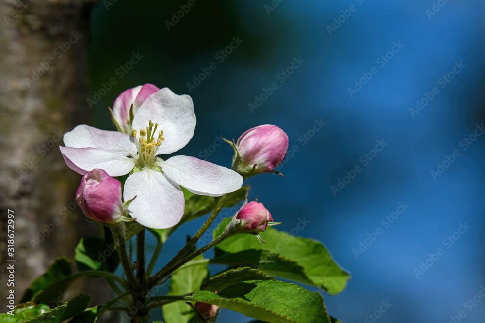 Obraz premium Apple blossoms on a sunny spring day. An apple is a sweet, edible fruit. Apple trees are cultivated worldwide and are the most widely grown species in the genus Malus.
