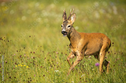 Male roe deer, capreolus capreolus, buck jumping and moving on a green hay field in nature. Vital wild animal in summer at sun rise. Wildlife scenery.