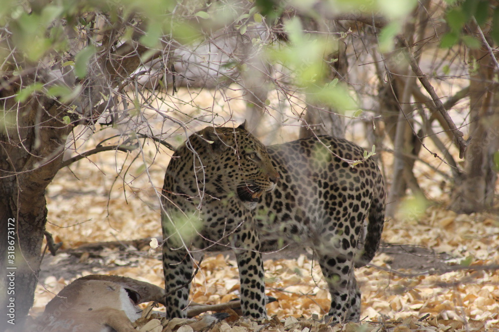 Chobe National Park - Leopard