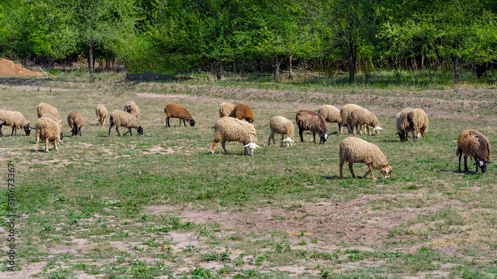 Obraz premium Sheep graze in the field in summer. Herd sheep on a beautiful green meadow