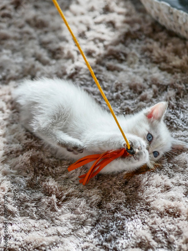 Little white kitten playing with a toy
