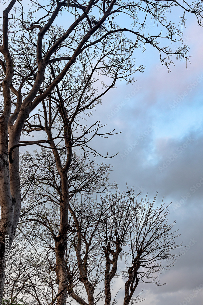 Fototapeta premium Bare tree branch set in the background of early morning sky with negative space in the right middle