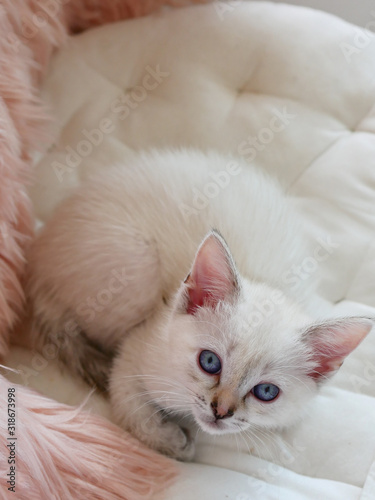 Cute little white kitten laying on pink pillows 