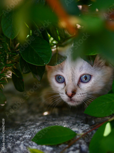 Little white kitten looking through the leaves