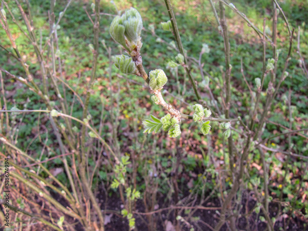 Spring. Budding chestnut leaf close-up Spring. Budding chestnut leaf close-up