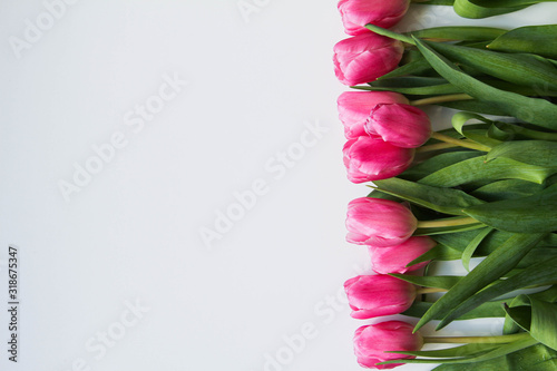 Fototapeta Naklejka Na Ścianę i Meble -  Beautiful pink tulips in a row on a white background, top view. Flowers background concept.