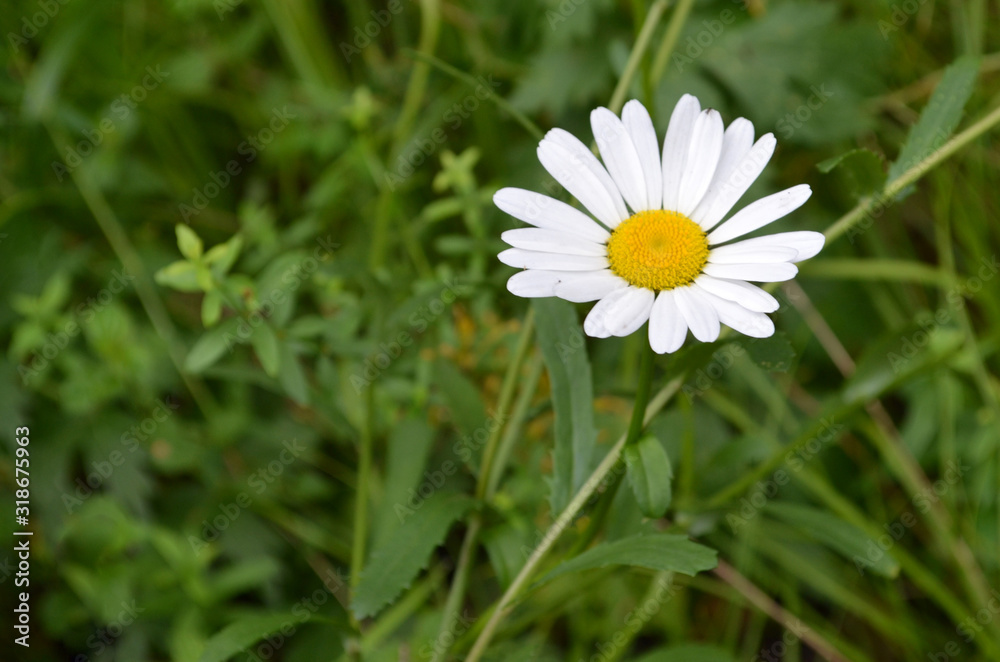 Nature background. One beautiful daisy flower on a background of green grass Nature background. One beautiful daisy flower on a background of green grass