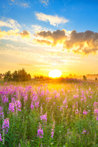 amazing rural landscape with sunrise and blossoming meadow