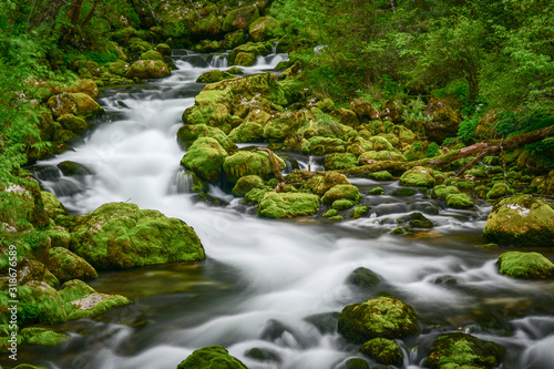 Fototapeta Naklejka Na Ścianę i Meble -  river in green forest