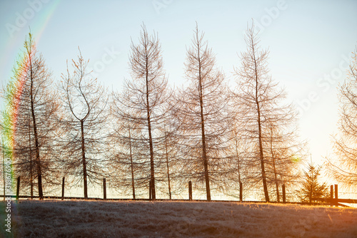 Larix tree in the morning winter