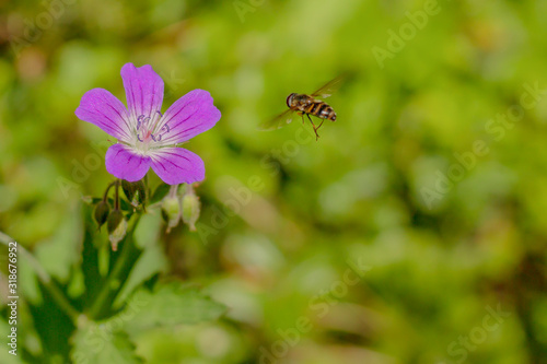 Wild bee flying up to a flower on a green background.