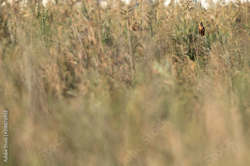 The marsh harriers are birds of prey, a medium-sized raptors