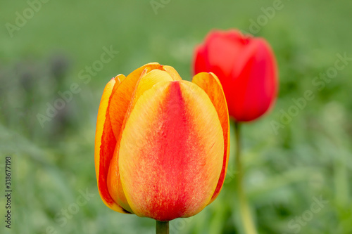 Tulip buds on a background of green grass.