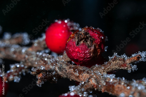 winter berry