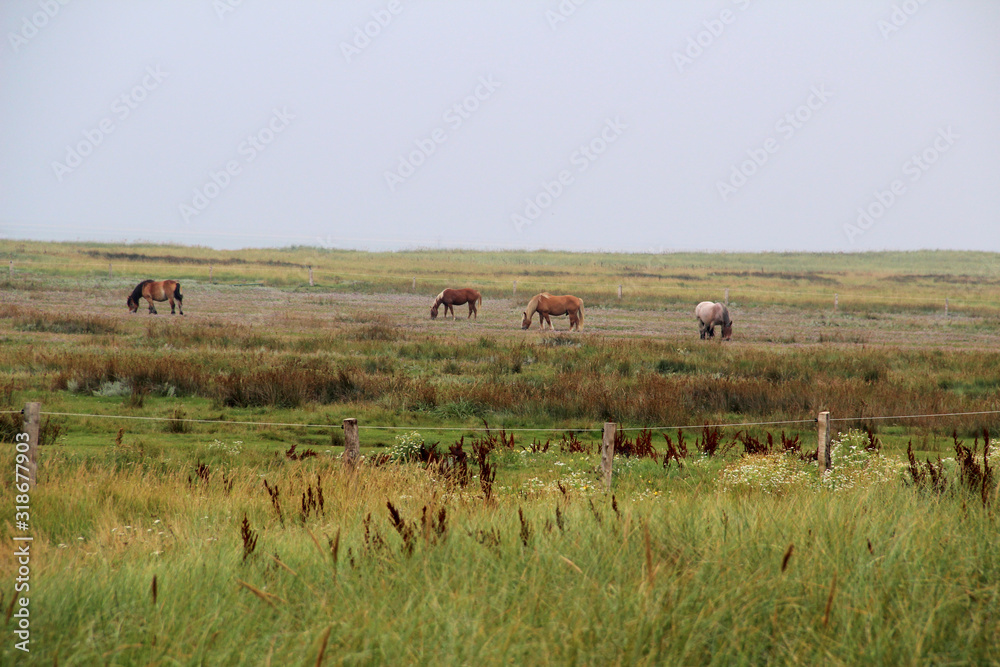 weitblick auf die weide und grasende pferde auf der nordsee insel juist in nord deutschland weitblick auf die weide und grasende pferde auf der nordsee insel juist in nord deutschland