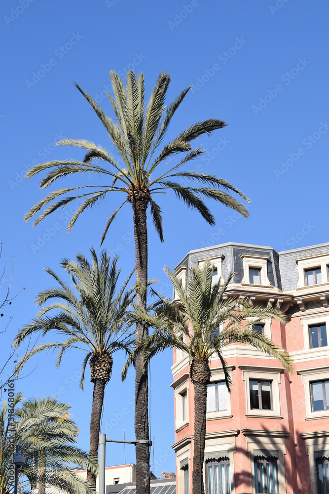 Three Tall Palm Trees in Urban Setting against Blue Sky Three Tall Palm Trees in Urban Setting against Blue Sky
