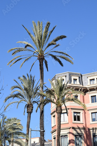 Fototapeta Naklejka Na Ścianę i Meble -  Three Tall Palm Trees in Urban Setting against Blue Sky 