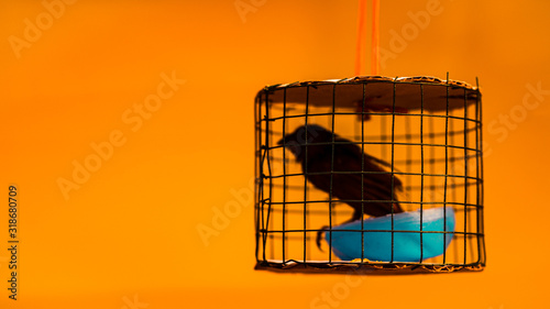 Small bird in a narrow cage against orange background. The concept of being locked up in an uncertain situation.