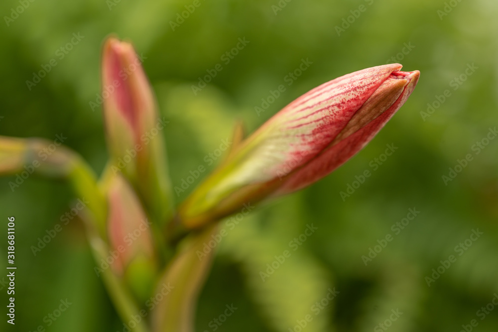 Pink Flower before Blooming Pink Flower before Blooming