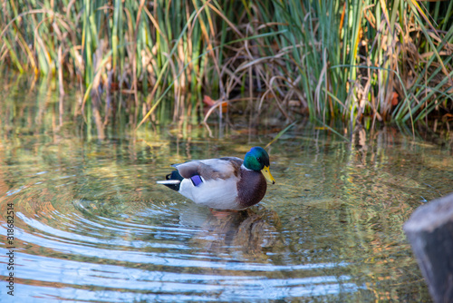 Duck in the lake photo