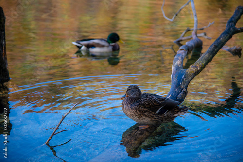 Duck in the lake photo