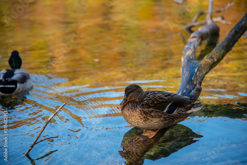 Duck in the lake photo