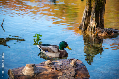 Duck in the lake photo