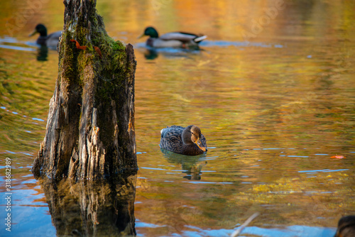 Duck in the lake photo