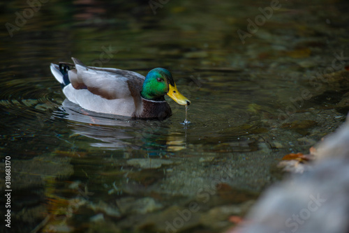 Duck in the lake photo