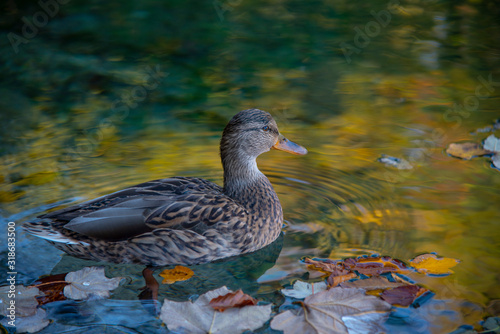 Duck in the lake photo