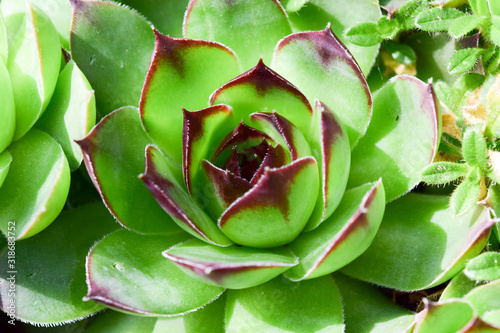 makro from a green,pink, geometric plant in summer