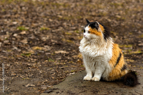 beautiful fluffy multi-colored red cat with black and white sits on a path in the park