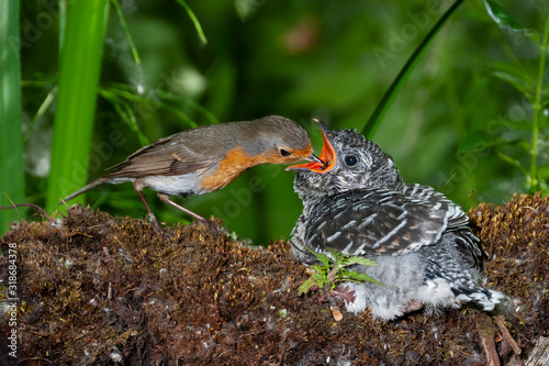 Common cuckoo, Cuculus canorus. Young man in the nest fed by his adoptive mother - Erithacus rubecula - European robin photo