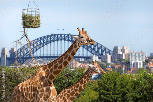 Giraffes in The Zoo, Sydney, Australia