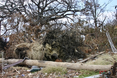 Wide angle shot of different trees and bushes next to each other at the aftermaths of a hurricane photo