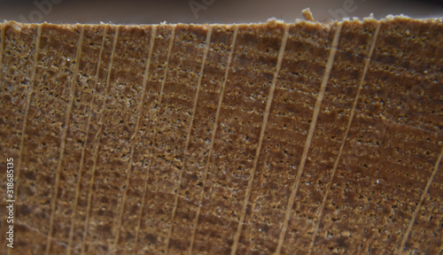 macro close up of end grain on a section of wood