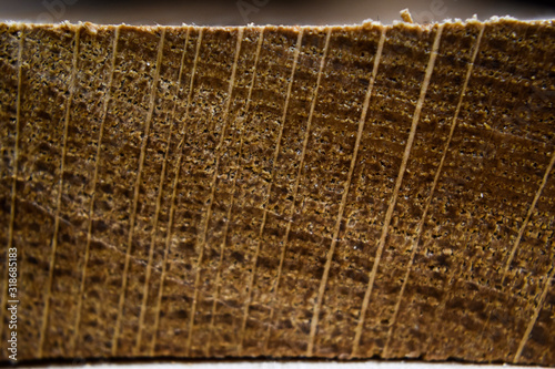 macro close up of end grain on a section of wood