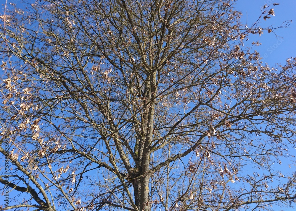 shining sun and blue sky with beautiful tree shining sun and blue sky with beautiful tree