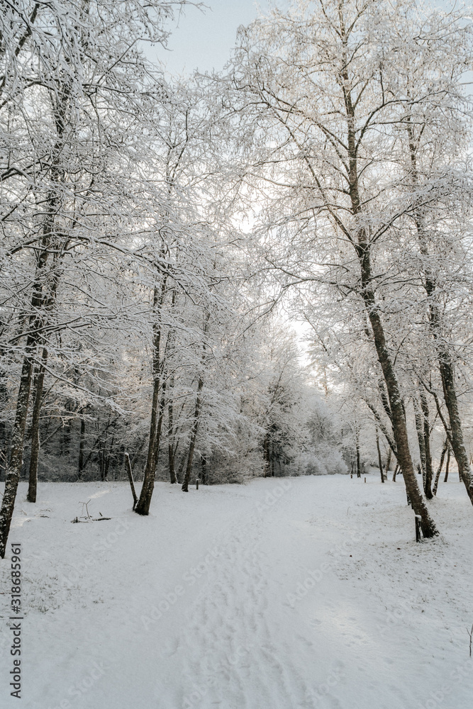 Fototapeta premium winter in the park