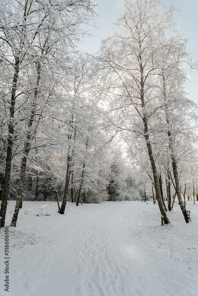 forest in winter forest in winter