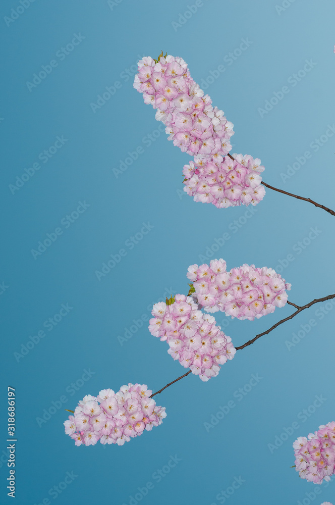 rosa Kirschblüten vor blauen Himmel 