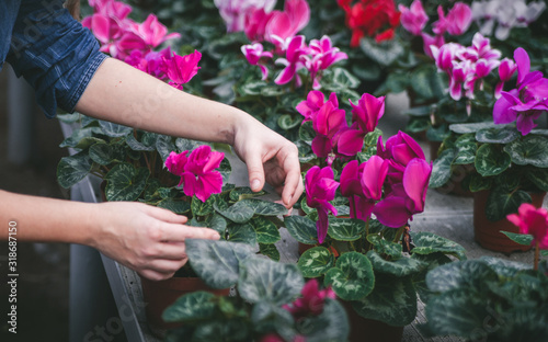 Female hands with blossoming flowers in pots.