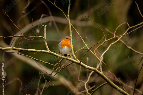 Robin Red Breast Bird