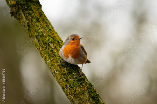 Robin Red Breast Bird
