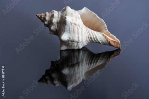 Horse Conch Seashell