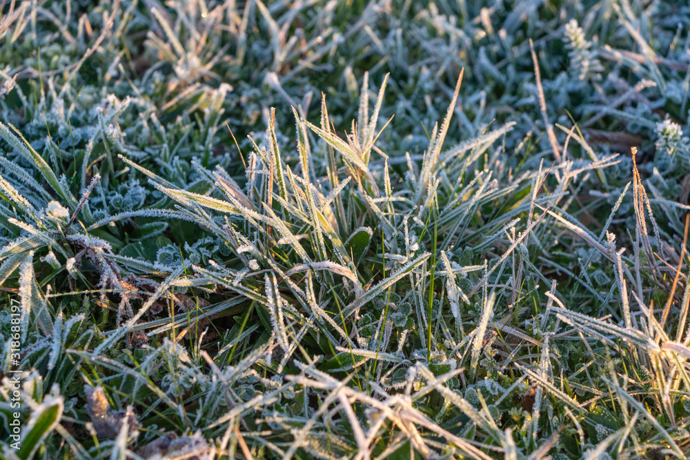 Fototapeta premium Frosted grass in a garden during winter