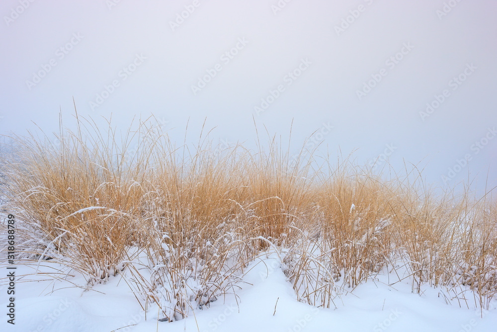 Forest grass covered with fresh snow Forest grass covered with fresh snow